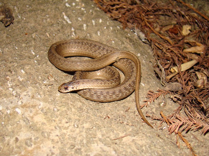 Dekay's Brownsnake 1.JPG