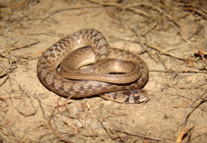 Dekay's Brownsnake 2.jpg