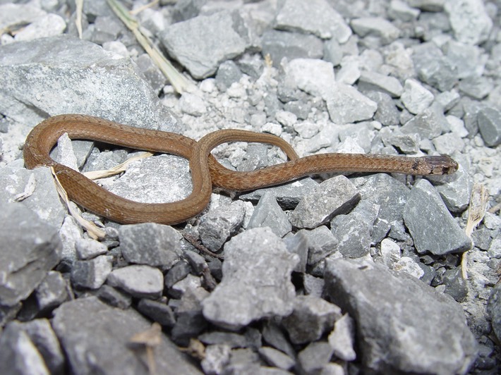 Dekay's Brownsnake 3.jpg