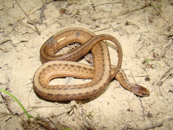 Dekay's Brownsnake.jpg
