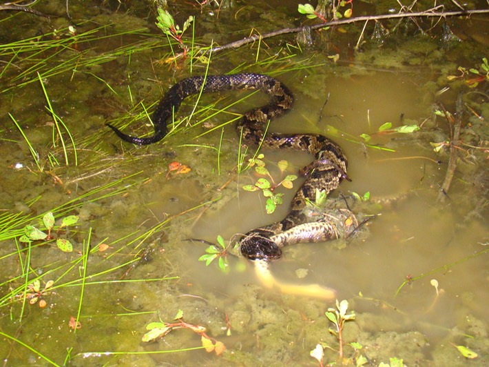 Delta Cottonmouth 1.jpg