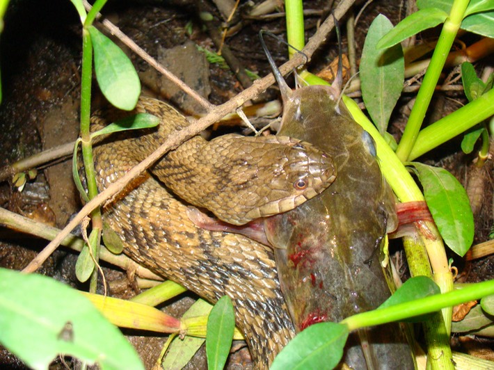Diamond-backed Watersnake 1.JPG