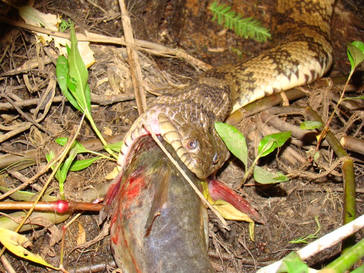 Diamond-backed Watersnake 2.JPG