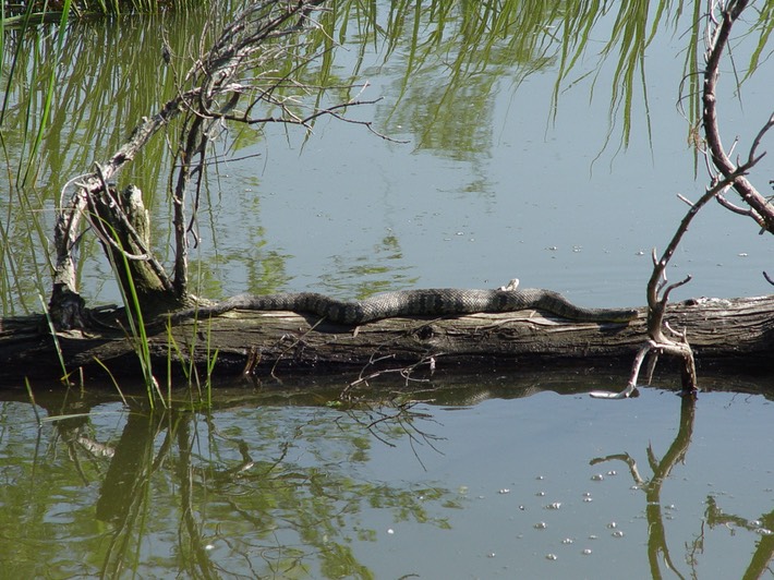 Diamond-backed Watersnake 3.jpg
