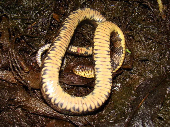 Diamond-backed Watersnake 3.JPG
