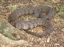 Diamond-backed Watersnake 5.JPG