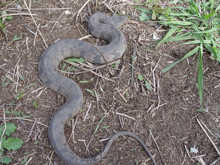 Diamond-backed Watersnake Manchac WMA St. John.jpg
