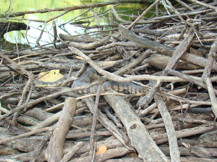 Diamond-backed Watersnake.jpg