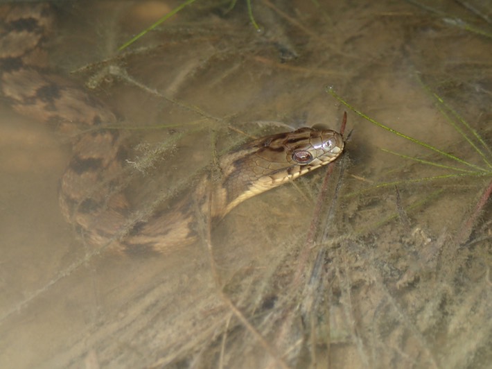 Diamond-backed Watersnake Lake Ramsey WMA St. Tammany.JPG
