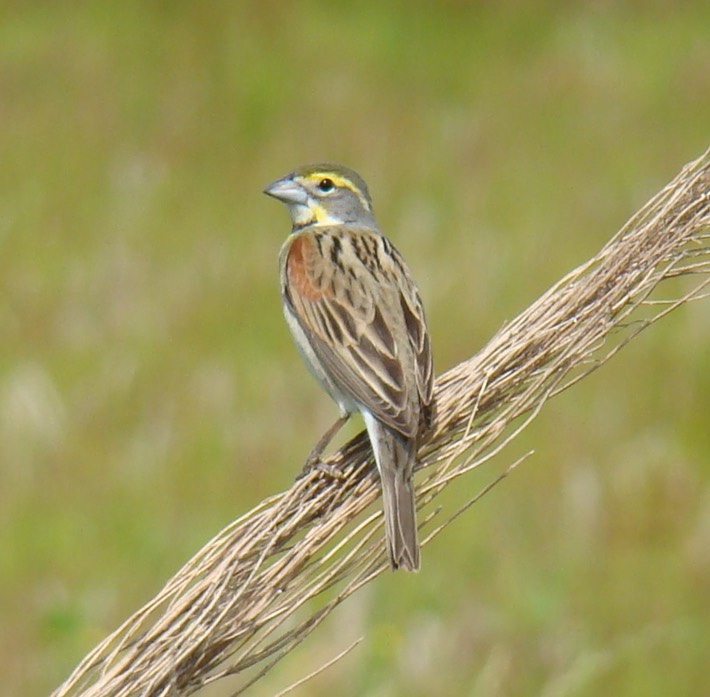 Dickcissel (2)