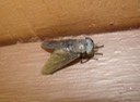 Dipteran 1 (1)
