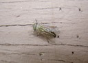 Dipteran 1
