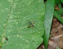Dipteran (1)