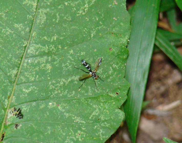 Dipteran (1)