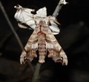 DSC00003 BITH