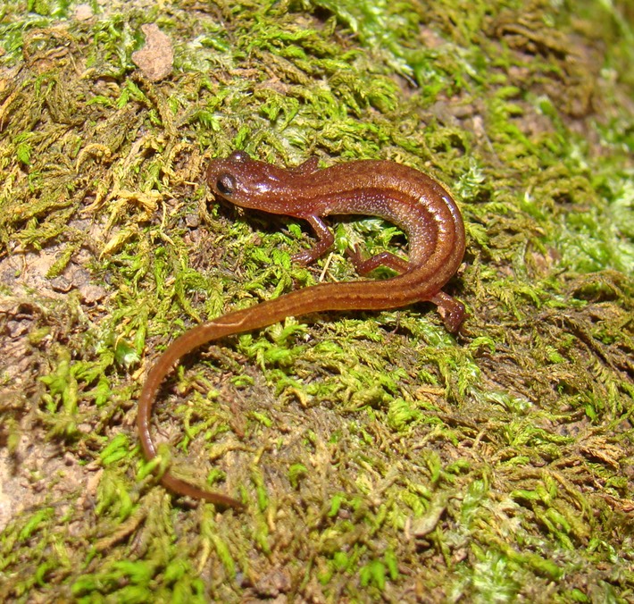 DSC00029 Kisatchie EQUA