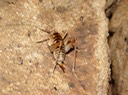 DSC00133 TN Cave Ranie