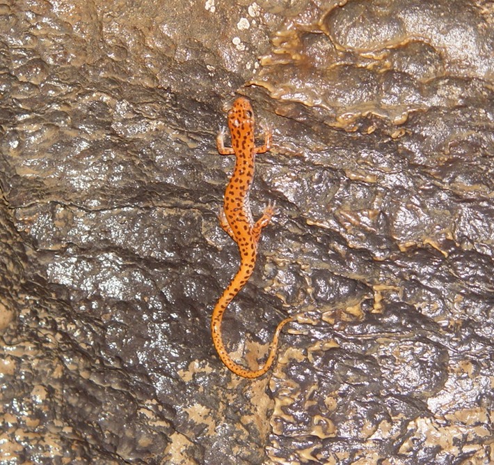 DSC00170 Pompie Cave, TN