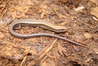 DSC00335 Tunica Hills