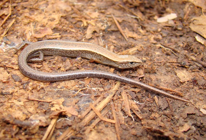 DSC00335 Tunica Hills