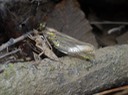 DSC00367