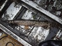 DSC00428 Reelfoot