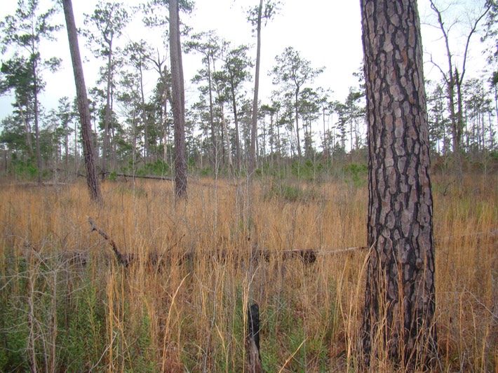 DSC00475 Bogue Chitto NWR