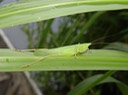DSC00510