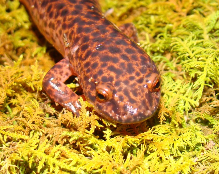 DSC00532 Fall Creek Van Buren