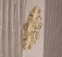 DSC00536 (2)