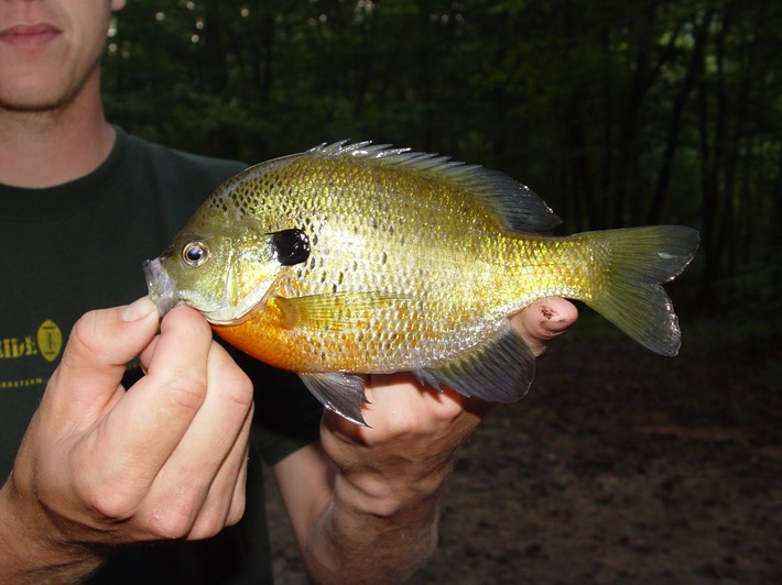 DSC00582 Ocoee