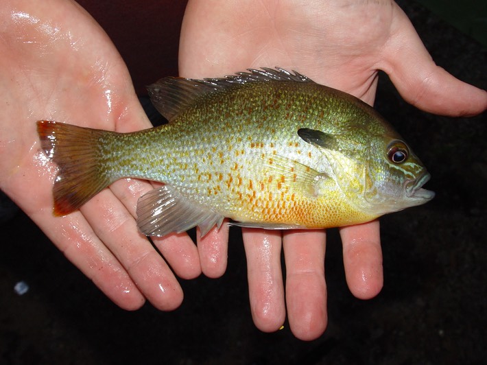 DSC00583 Ocoee