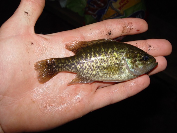 DSC00587 Ocoee
