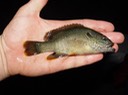DSC00588 Ocoee