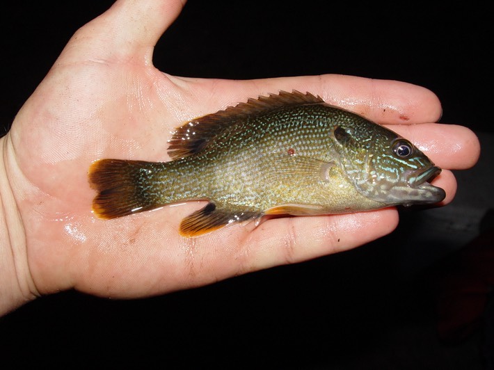 DSC00588 Ocoee