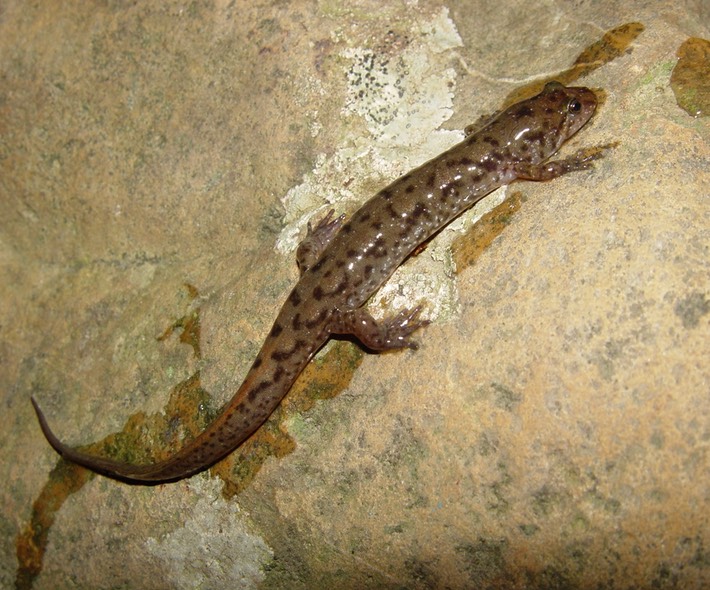 DSC00596 Ocoee, Cherokee Polk Co