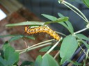 DSC00609