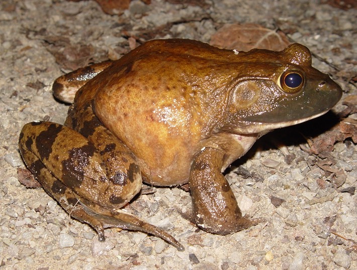 DSC00611 (2) Cherokee NF, Polk