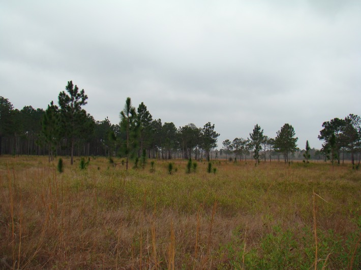 DSC00675 Lake Rasey WMA