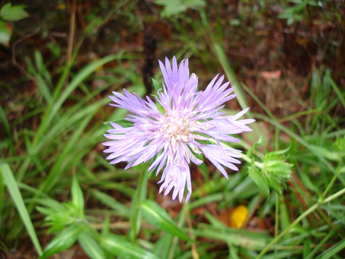 DSC00721 Filo St. Tam