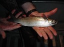 DSC00798 BITH
