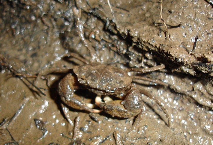 DSC00799 BITH