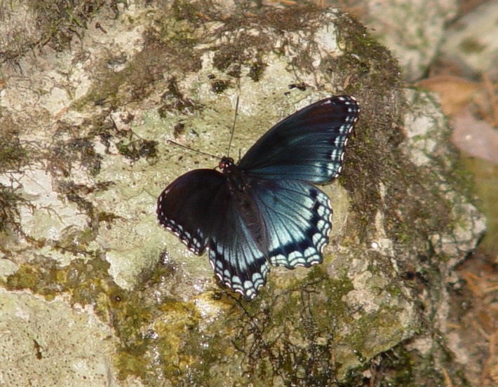 DSC00803 Central TN Cave