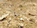 DSC00909