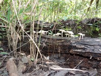 DSC00994