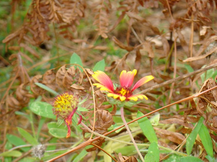 DSC01010