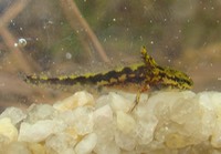 DSC01161 (2) ATAL Kisatchie