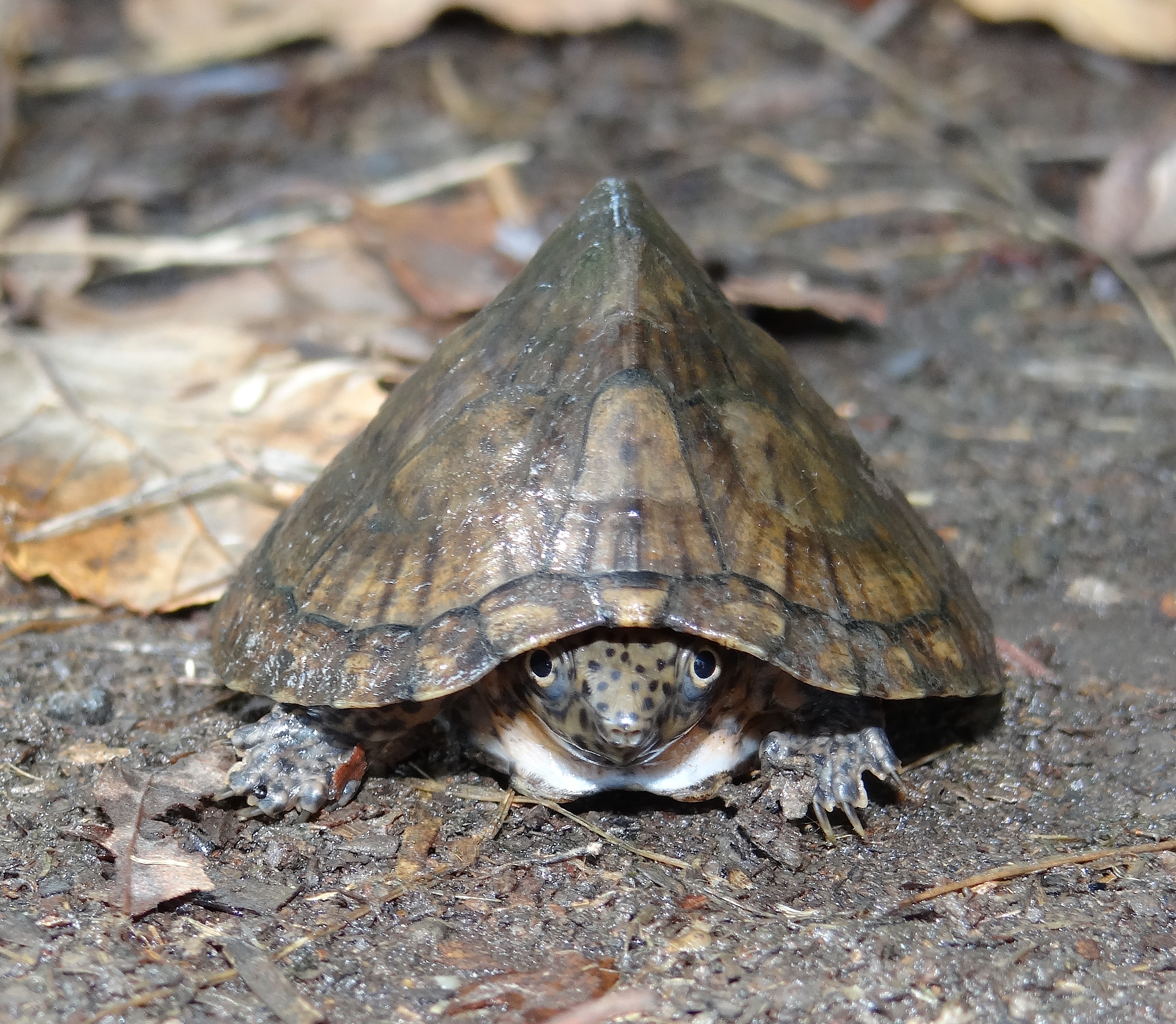 Razorbacked Musk Turtle Sternotherus carinatus Brad Glorioso’s Personal Website Amphibians