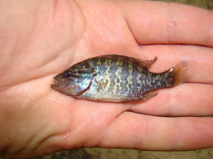 DSC01407 Kisatchie