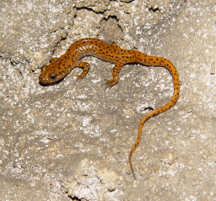 DSC01562 Pettijohn, GA